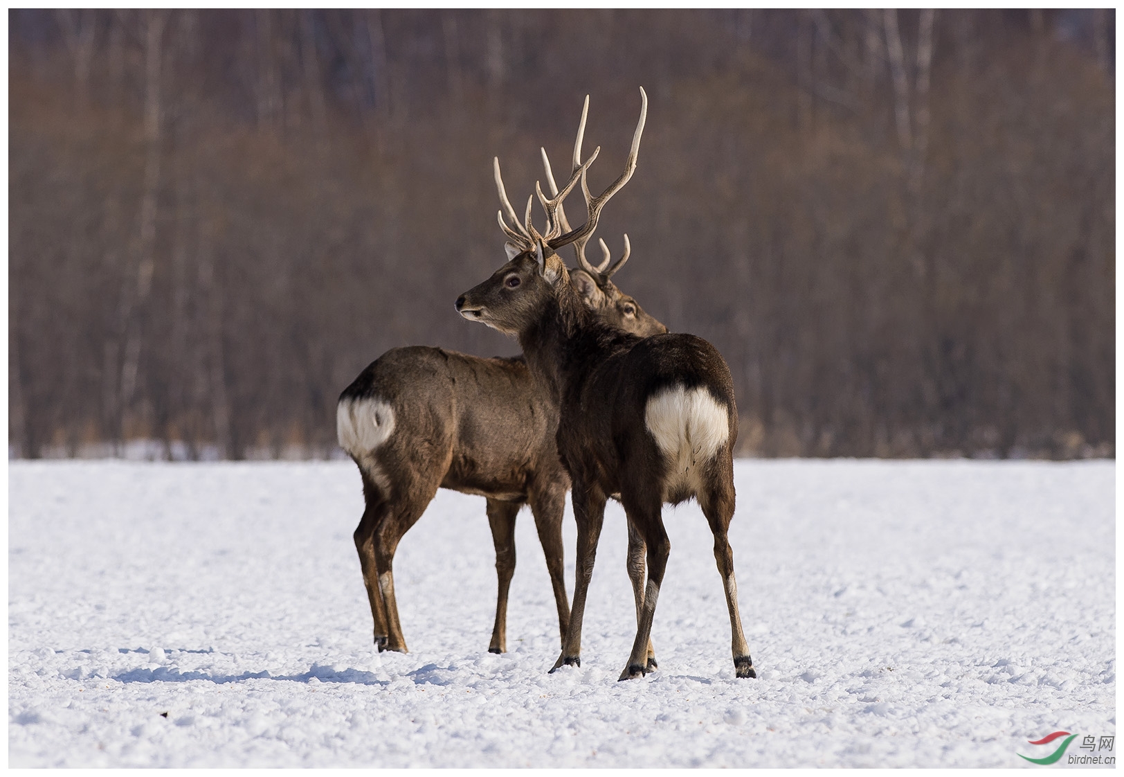 北海记录驯鹿reindeer贺图1获首页精华图片