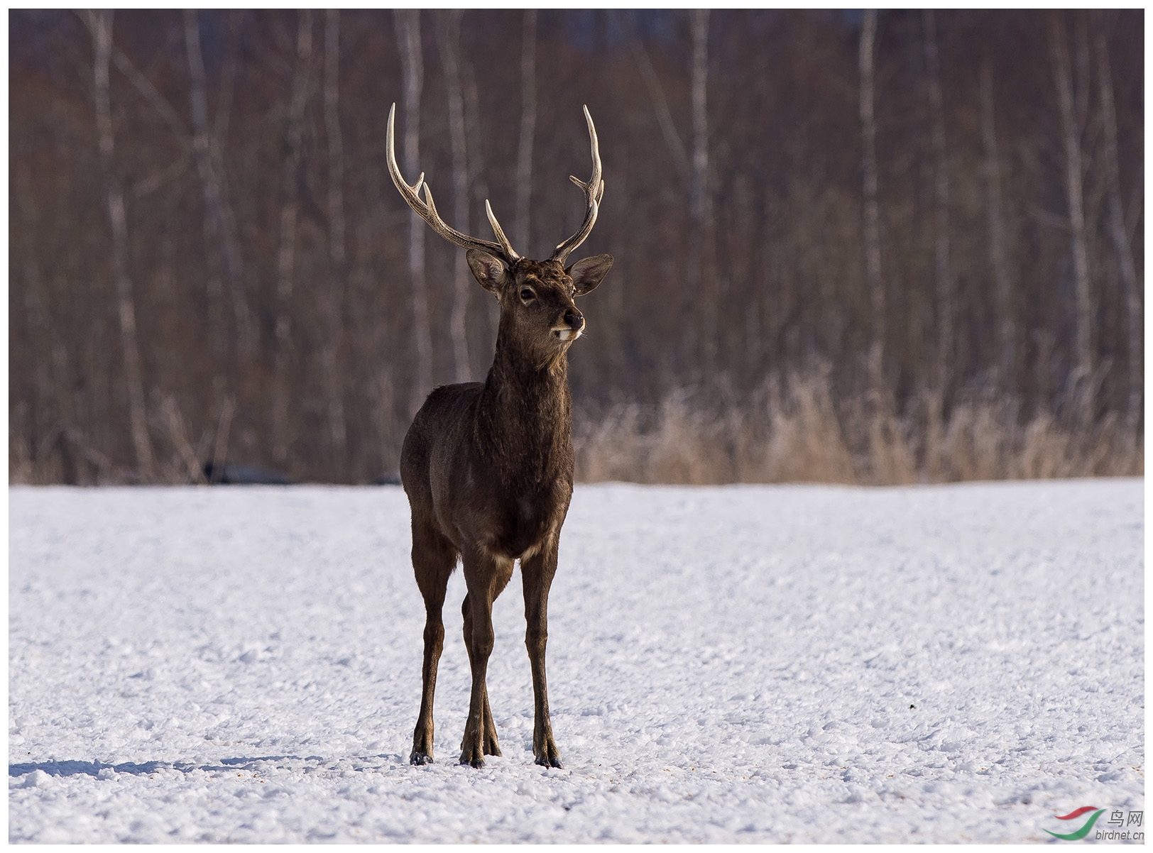 北海记录驯鹿reindeer贺图1获首页精华图片