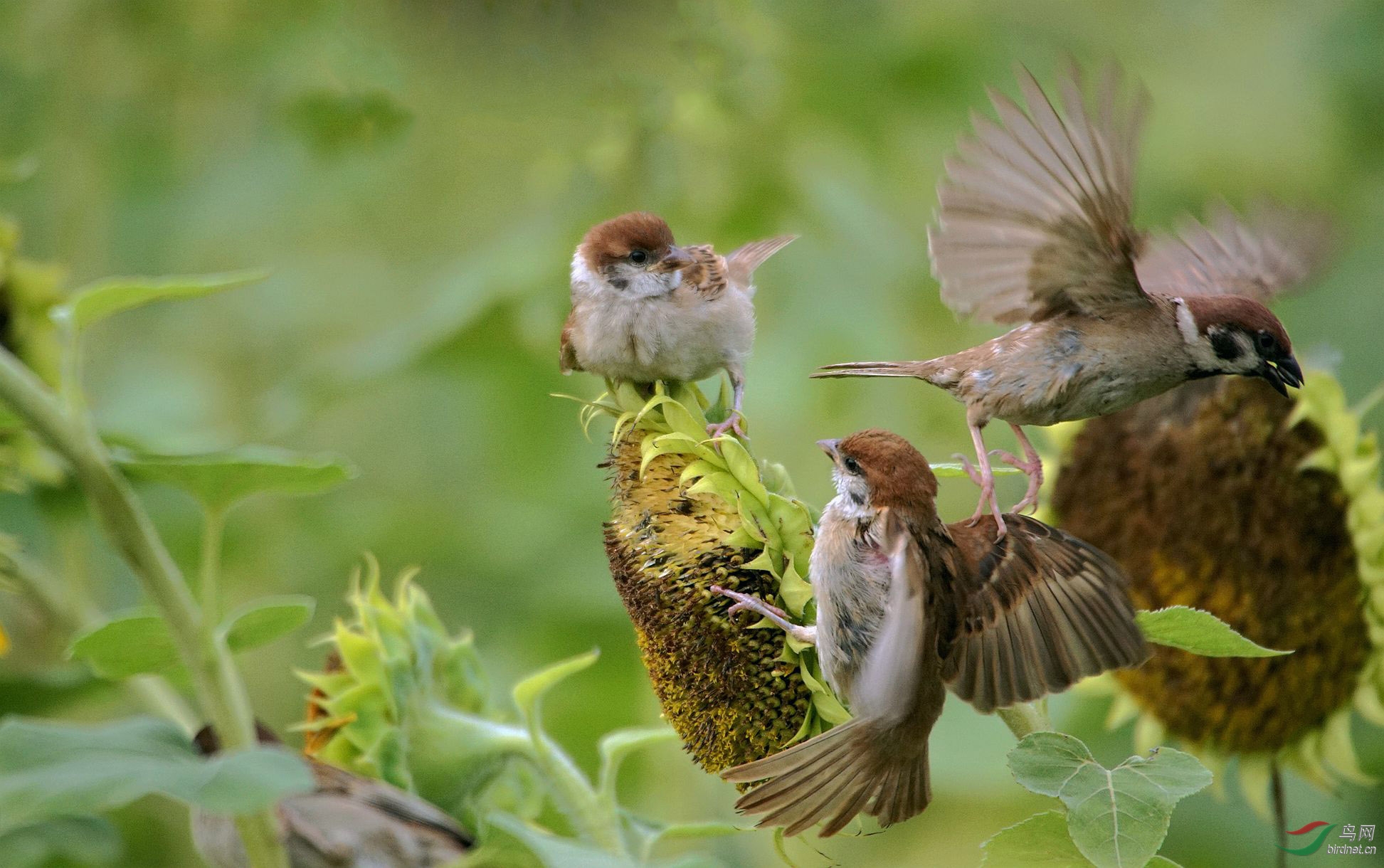 嗷嗷待脯的麻雀宝宝
