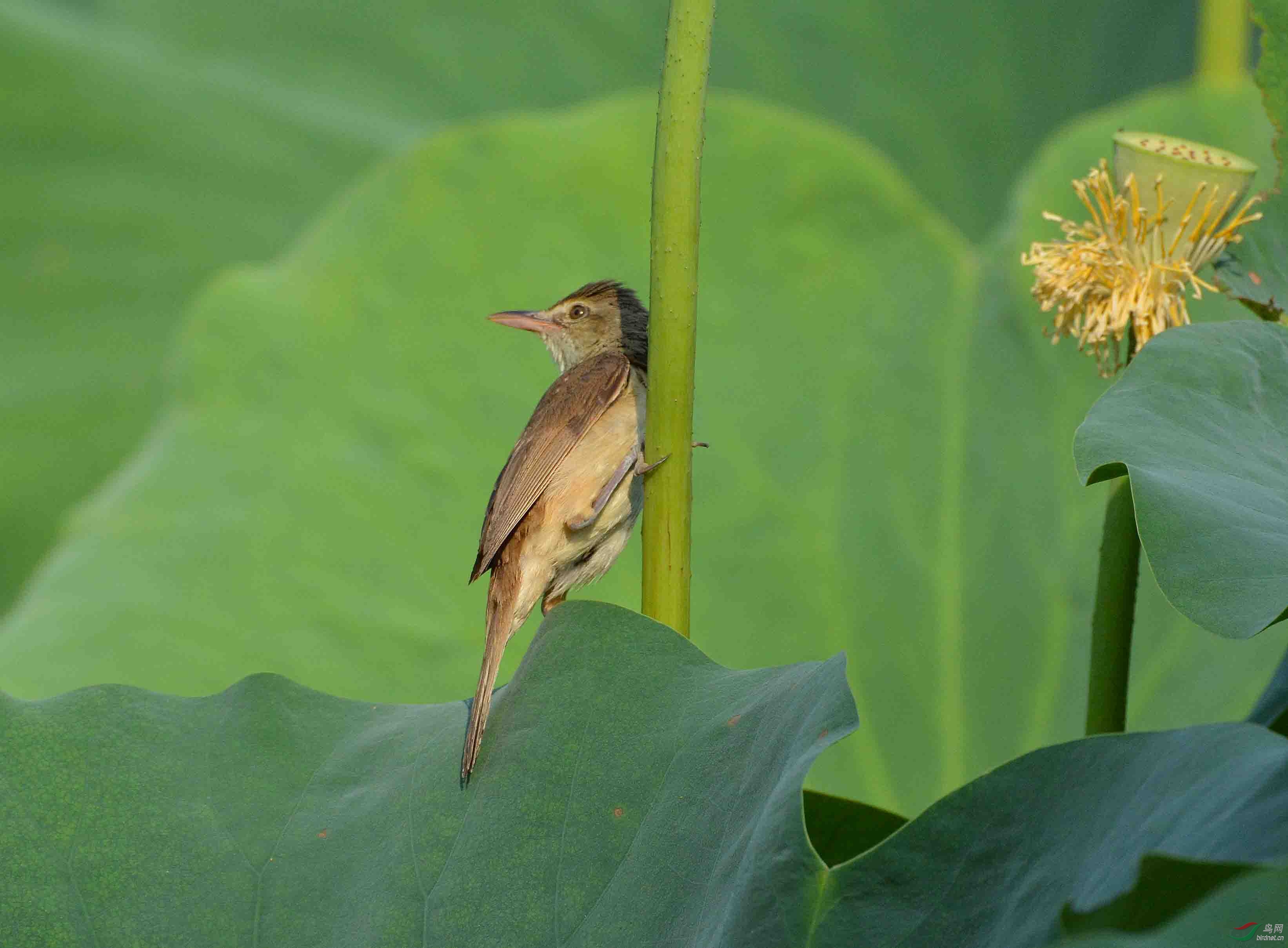 荷梗上的大苇莺