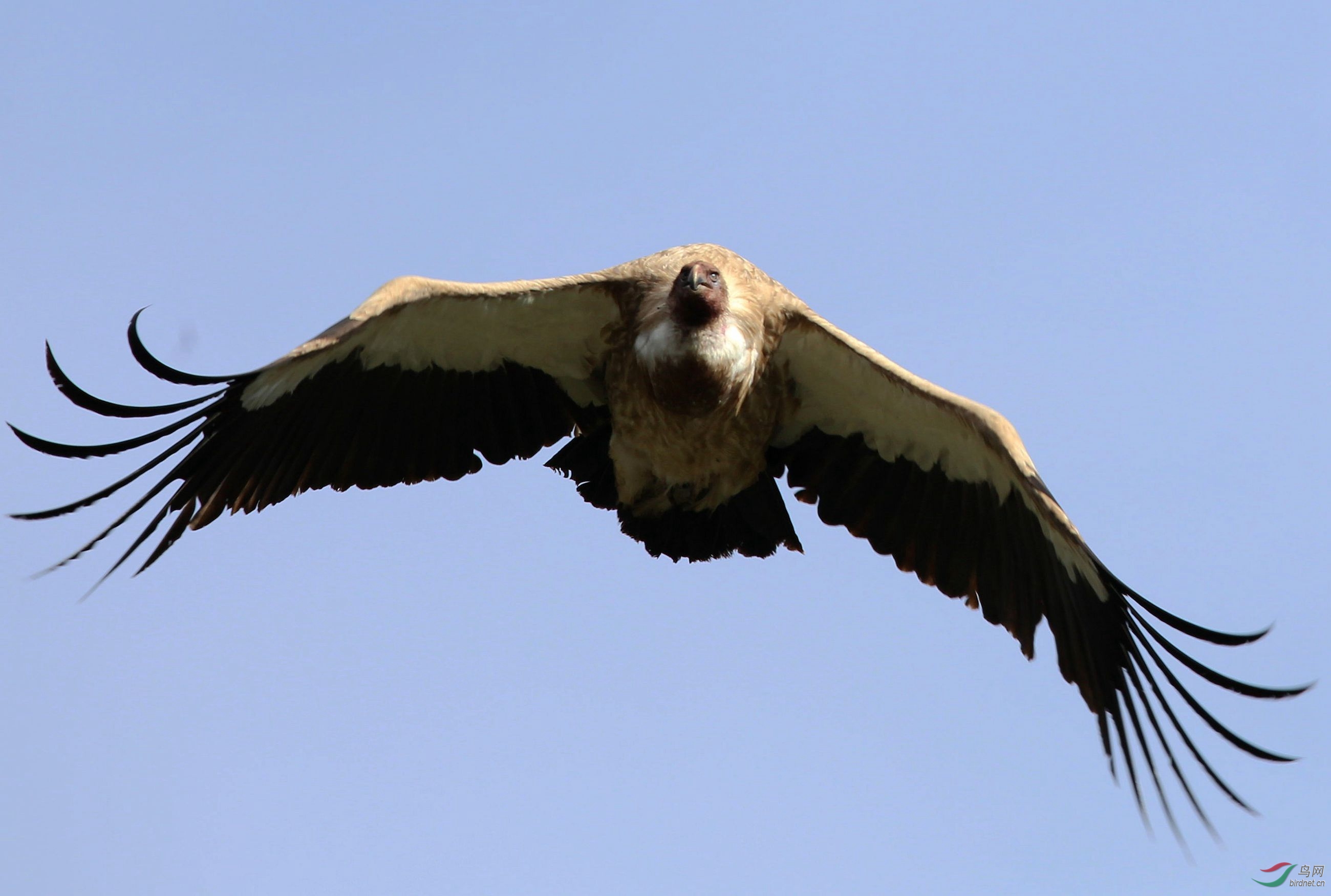 喜马拉雅兀鹫图片