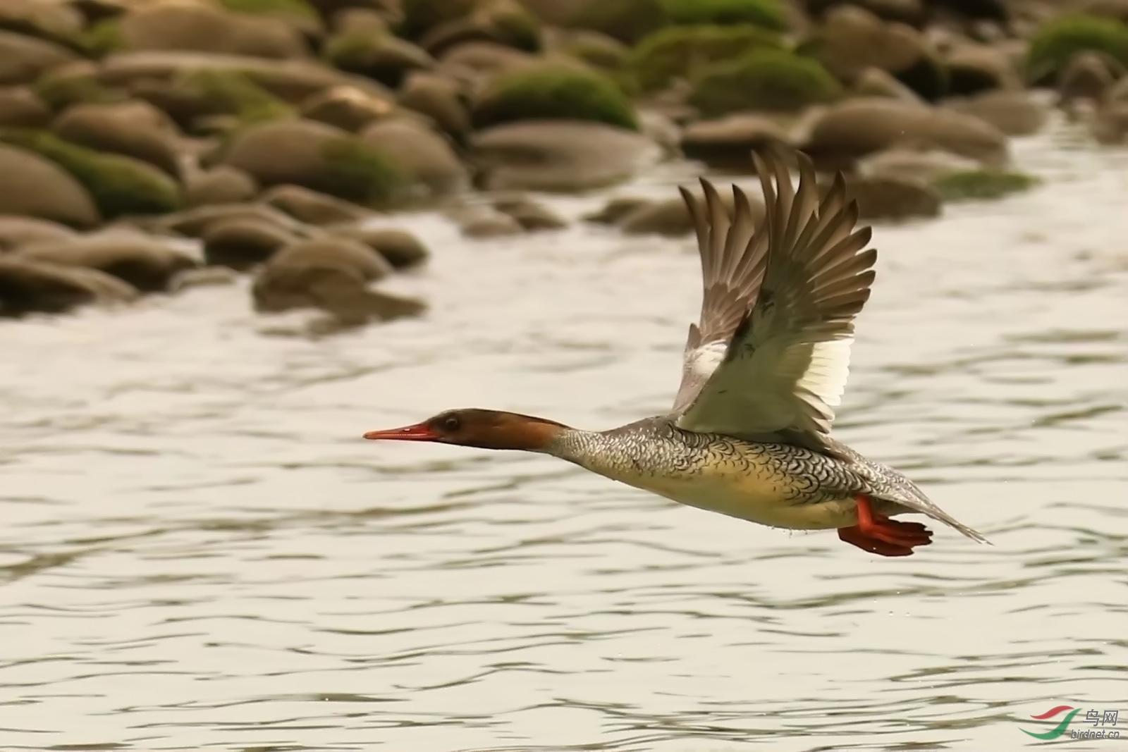 重庆少见的鸟(飞版)