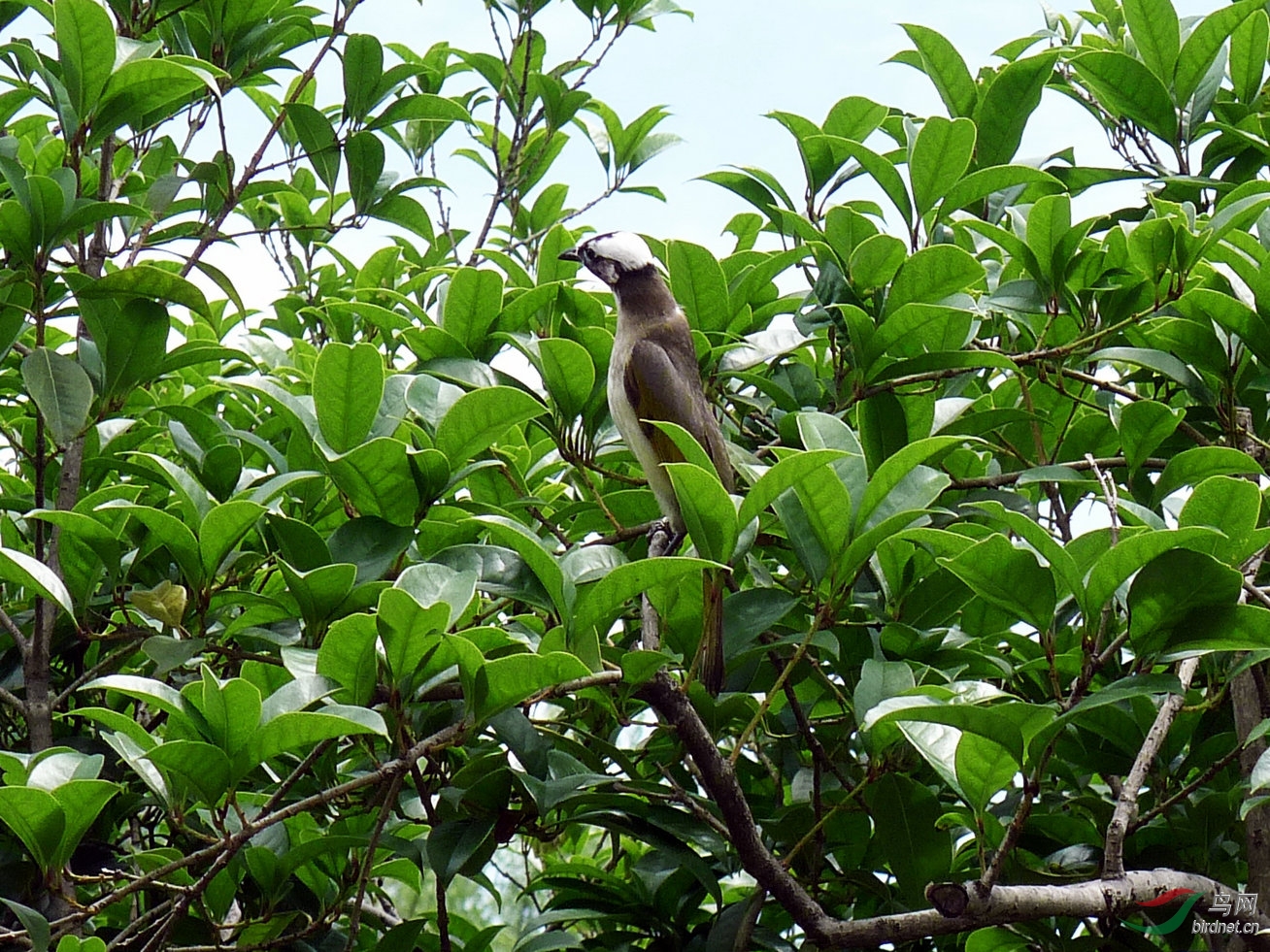 小白头在探望什么