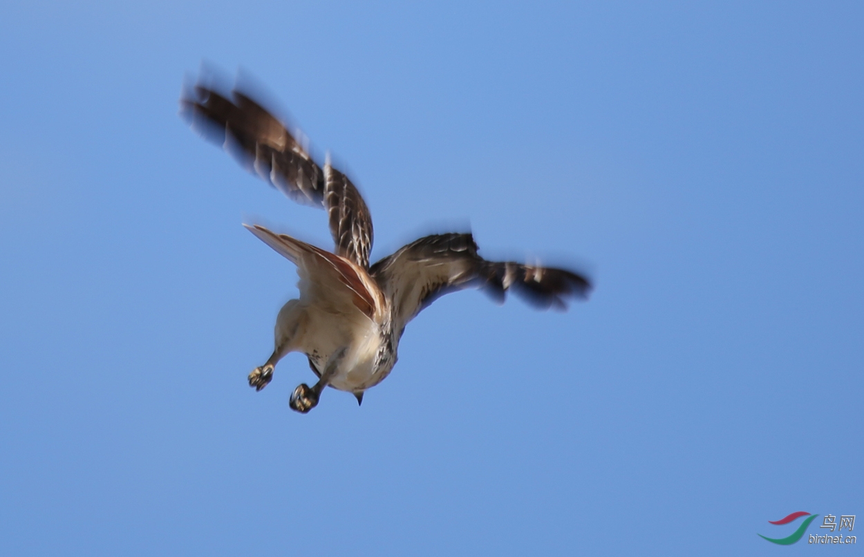 红尾鹰起飞的瞬间