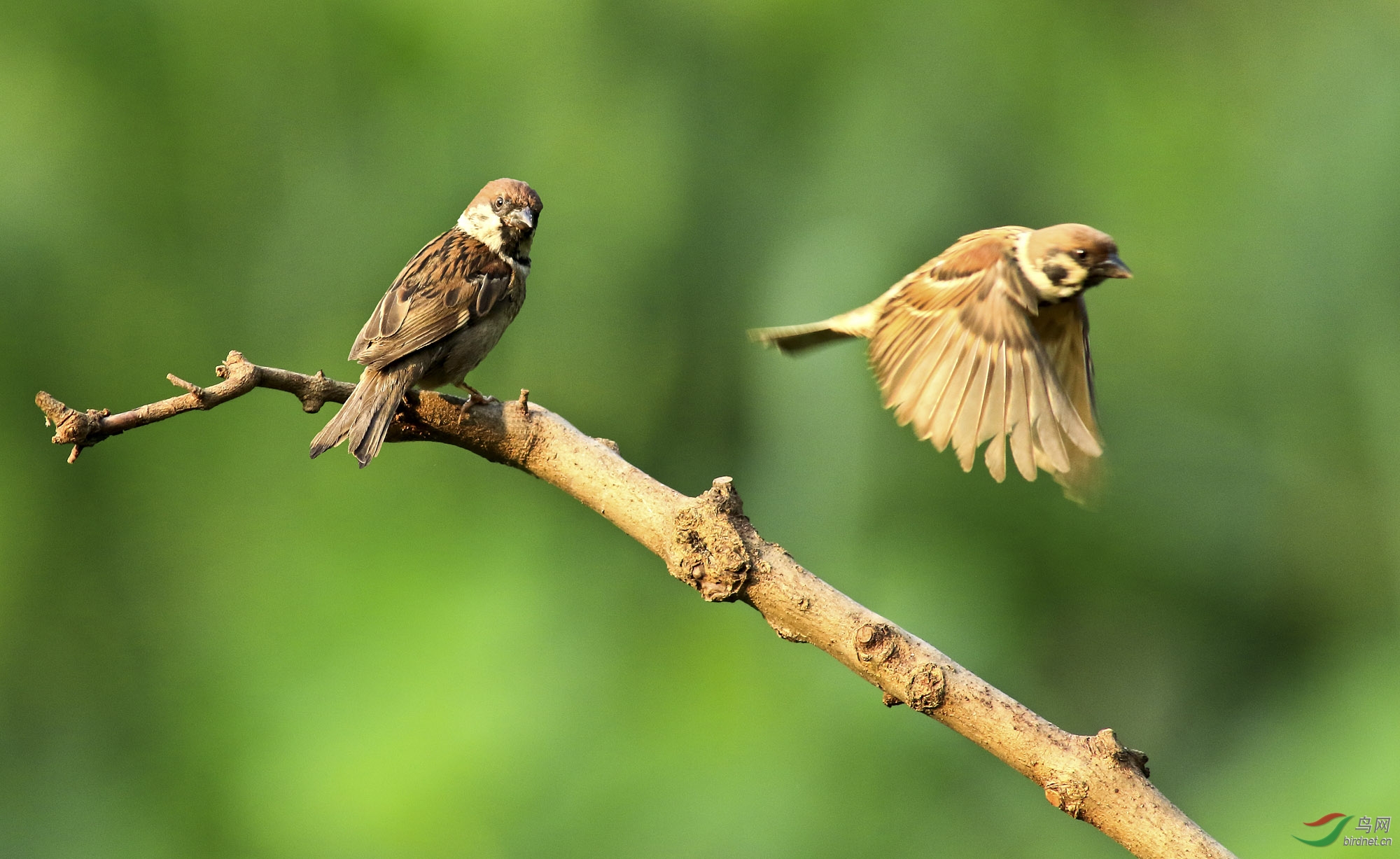 纯菜鸟飞翔也靓丽―麻雀