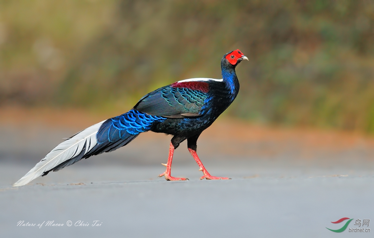 (蓝腹鹇)蓝鹇swinhoes pheasant (贺:图1获首页精华图片)