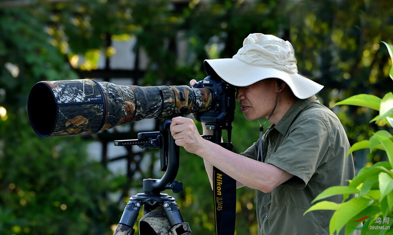 野生鸟类摄影家-李涛