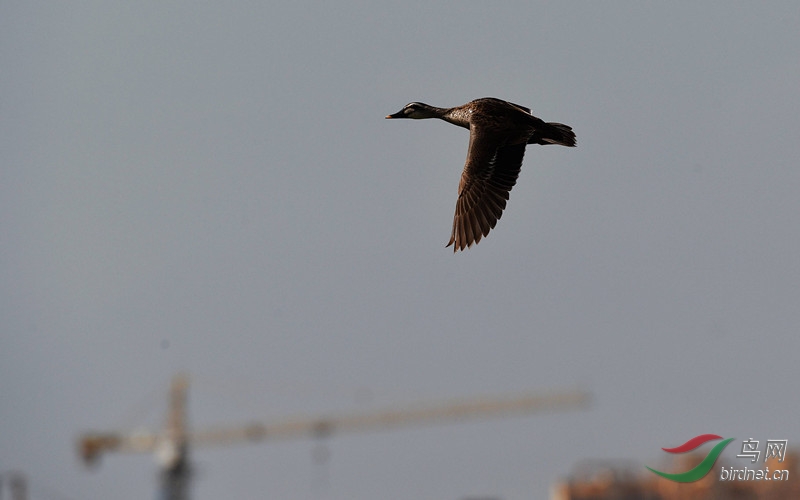 斑嘴鸭 - 山西版 shanxi 鸟网