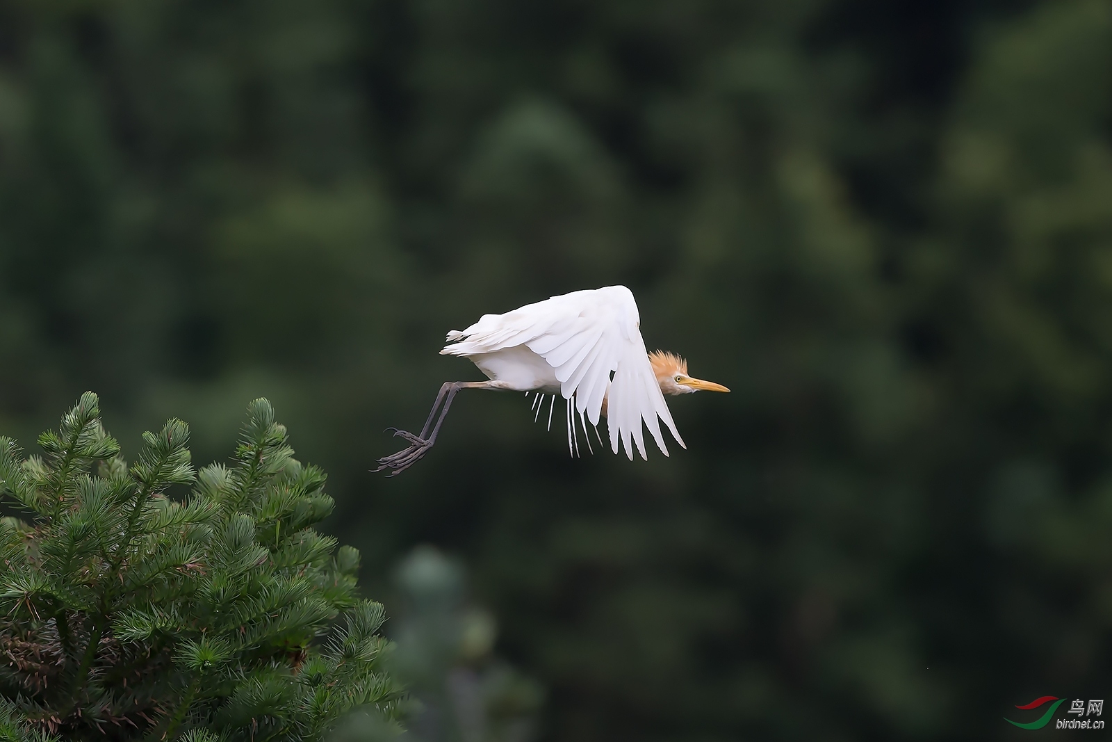 起飞的牛背鹭
