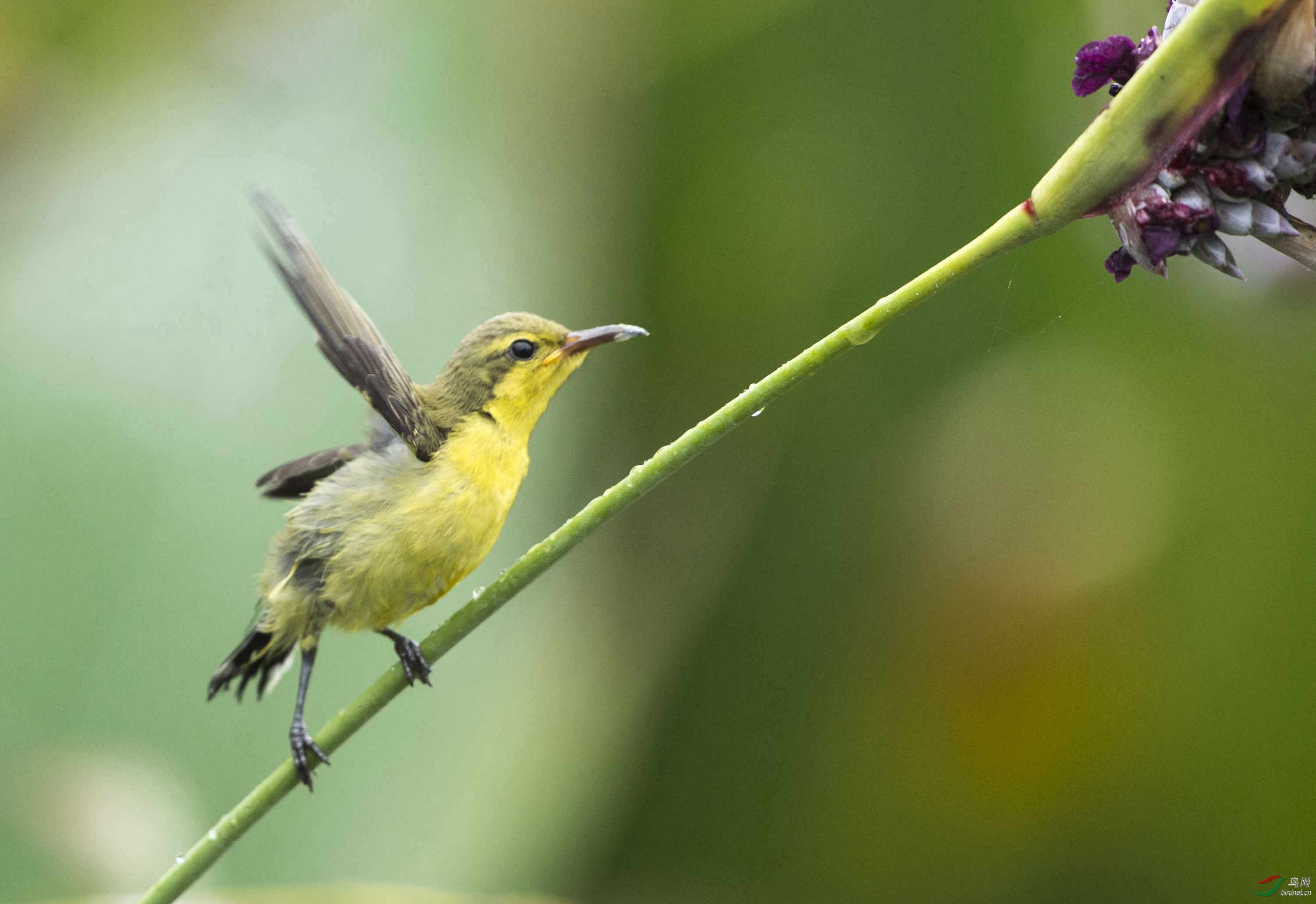 真是一枝好花——黄腹花蜜鸟的故事之二十二