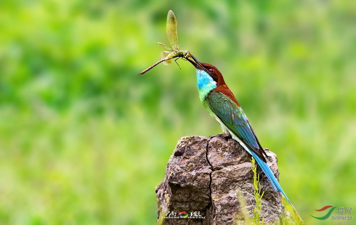 大别山下的小虎