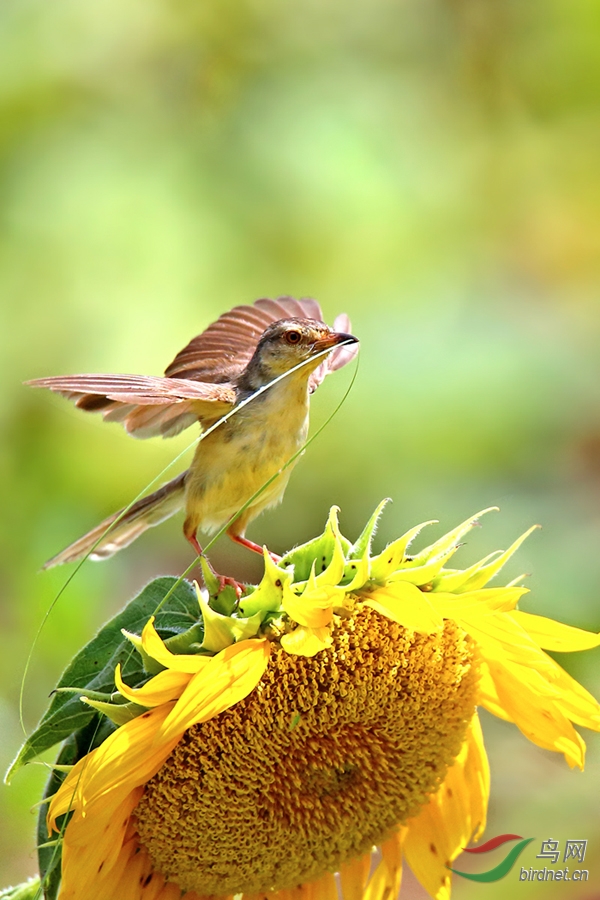 葵花鹪莺