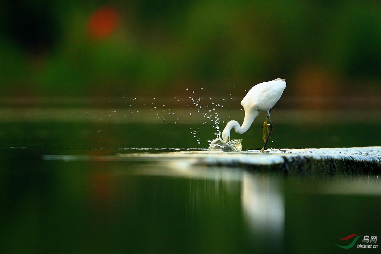 水跌上的白鹭祝新周快乐