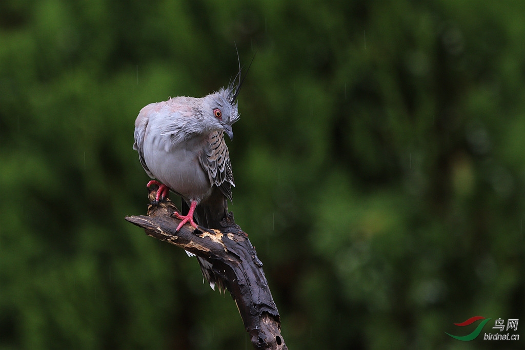澳洲鸟类(1)——冠鸠(续一)