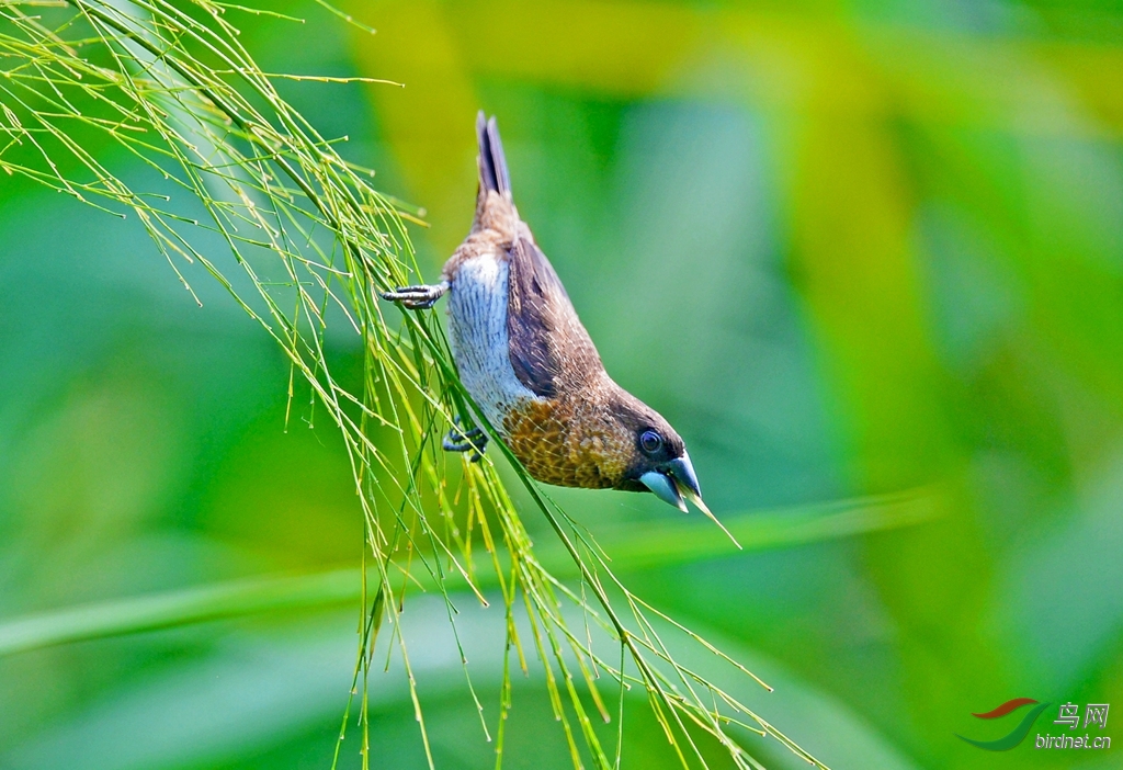 2015大暑时节拍白腰纹鸟