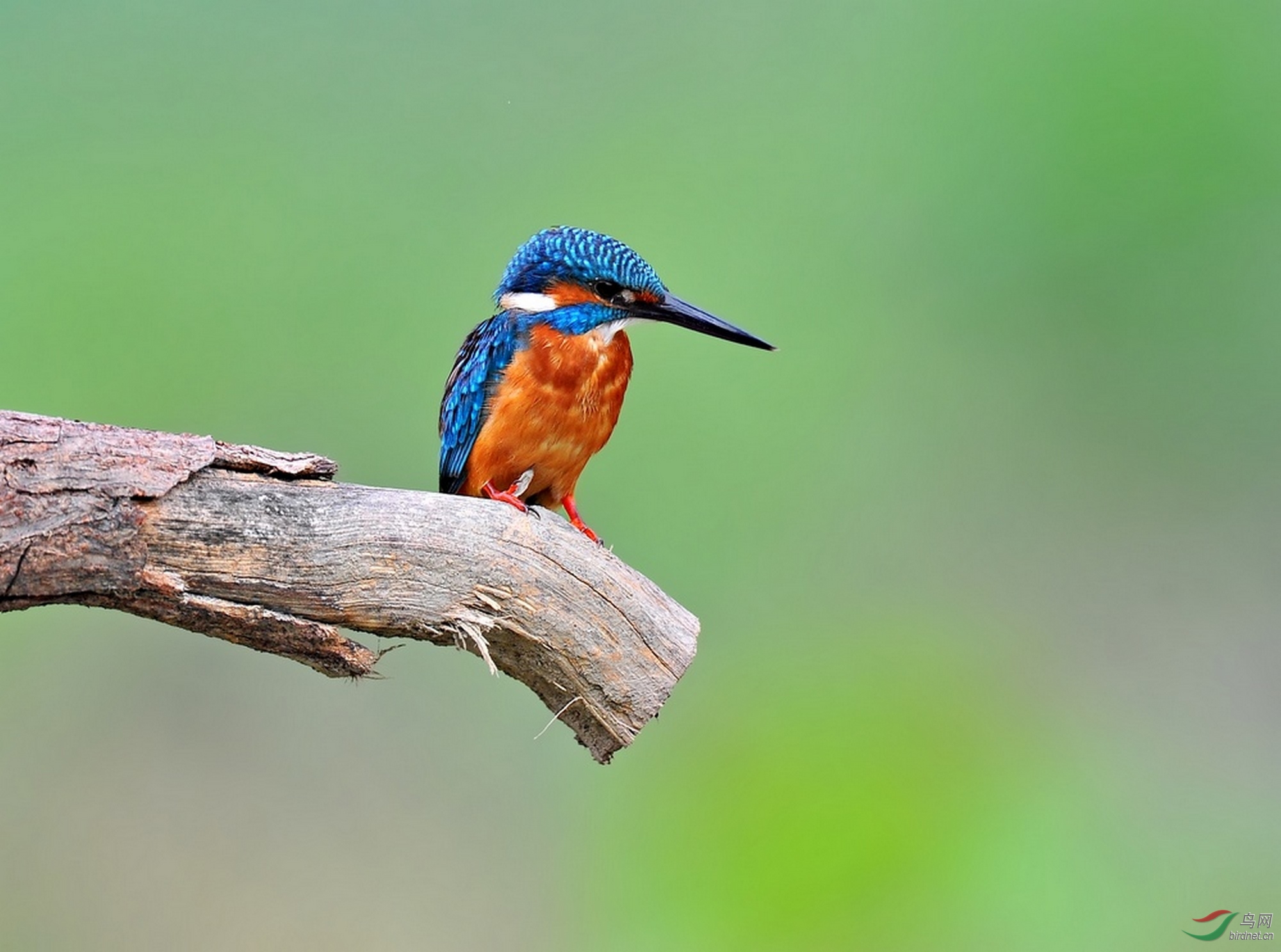 铜雀春深锁二乔白胸翡翠普通翠鸟
