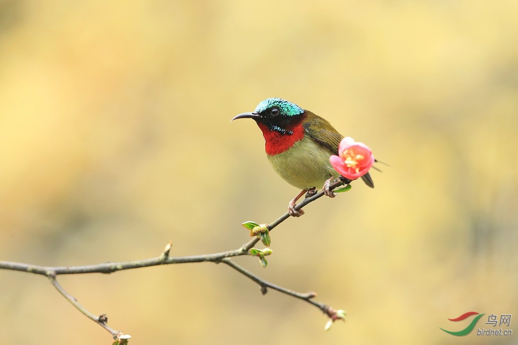 静态的一枝花 - 重庆版 chongqing 鸟网