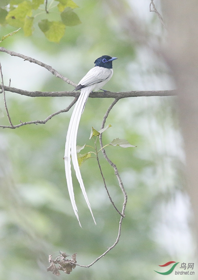 寿带鸟白色型asianparadiseflycatcher