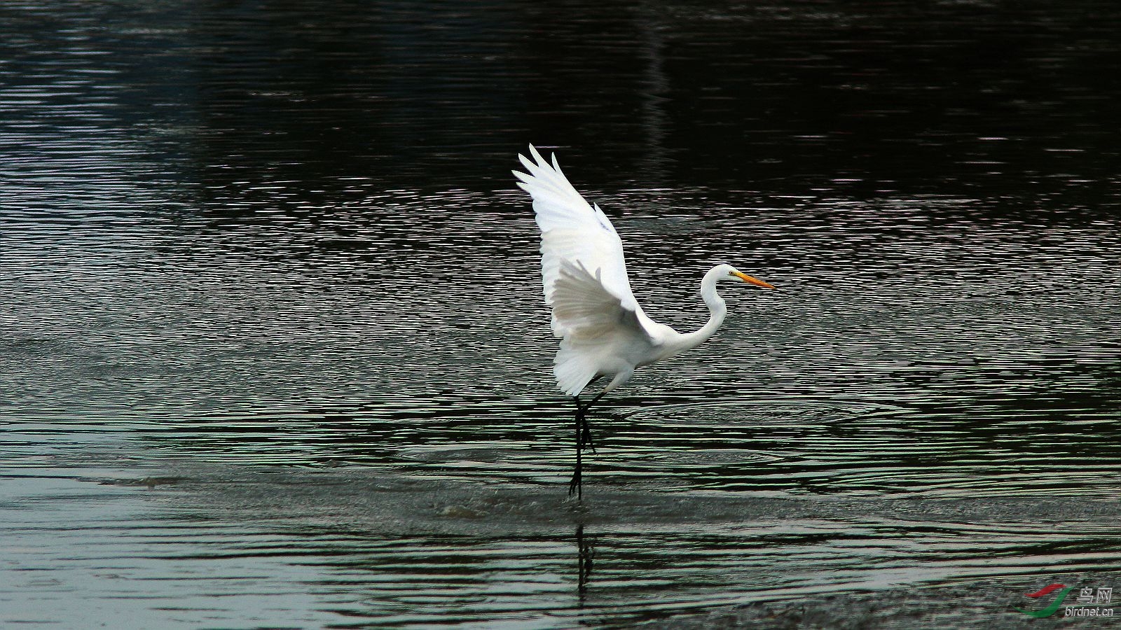 河滩,水无污染,保持清洁是关键