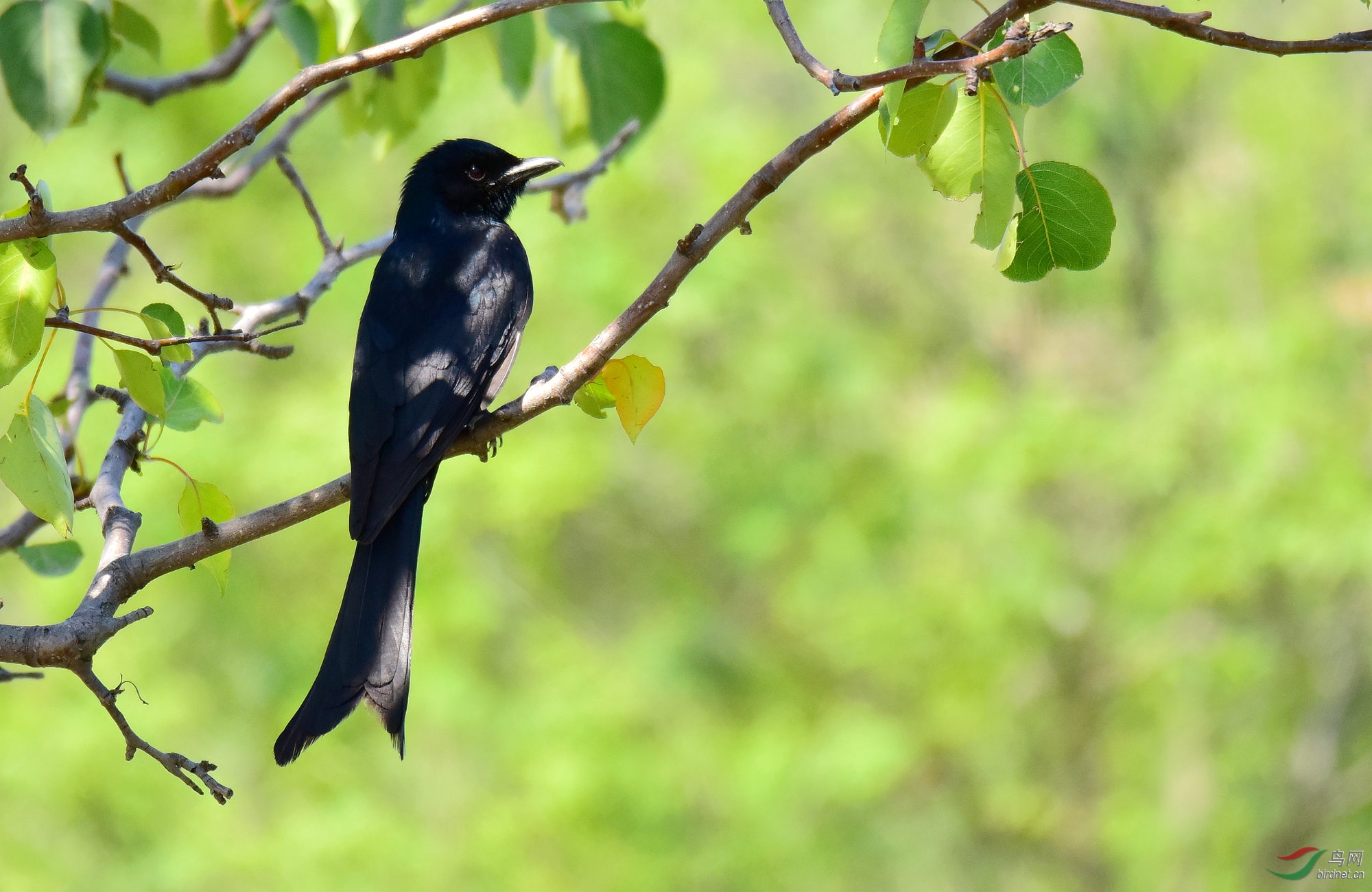 黑卷尾 描述:中等体型(30厘米)的蓝黑色而具辉光的卷尾.