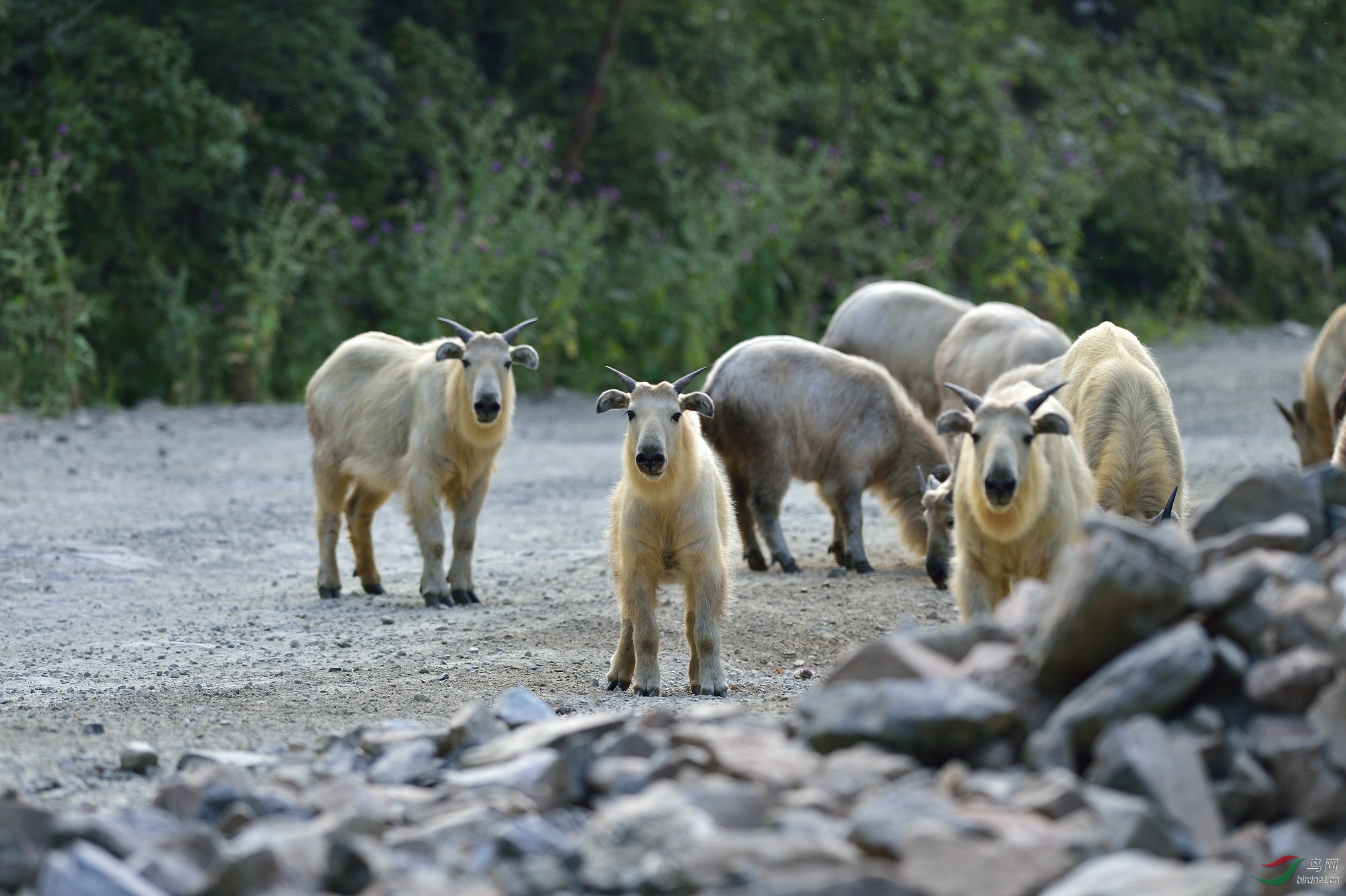 秦岭四宝之羚牛