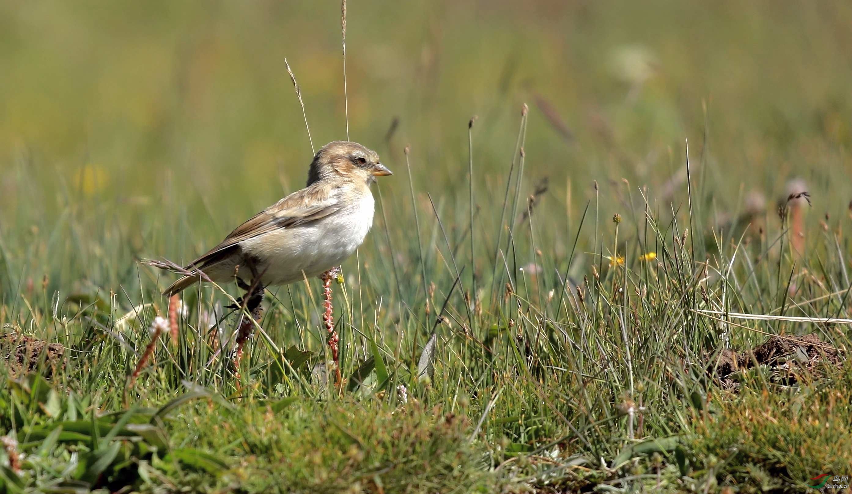 棕背雪雀成鸟和幼鸟