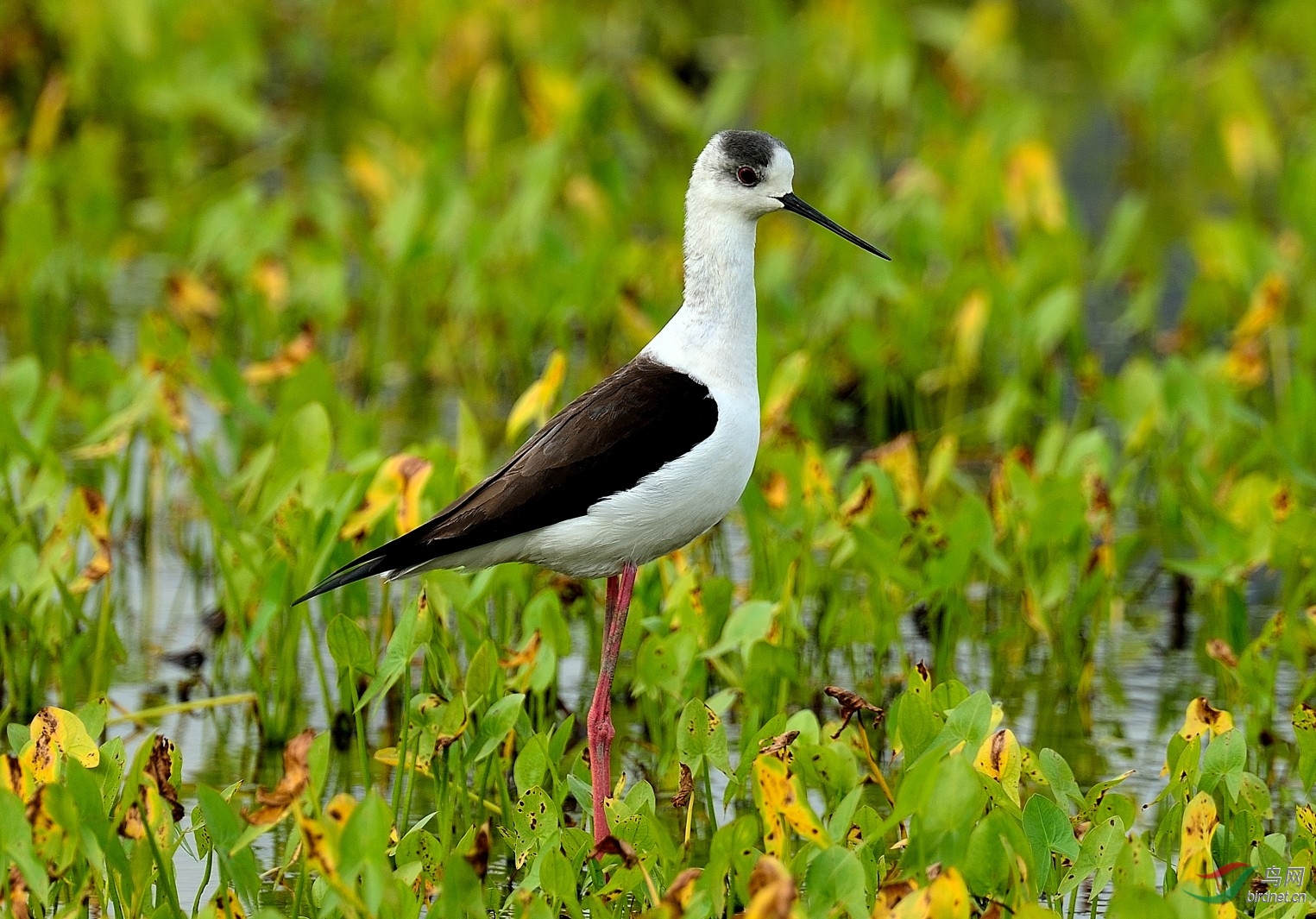 长脚鹬 - 广东版 guangdong 鸟网