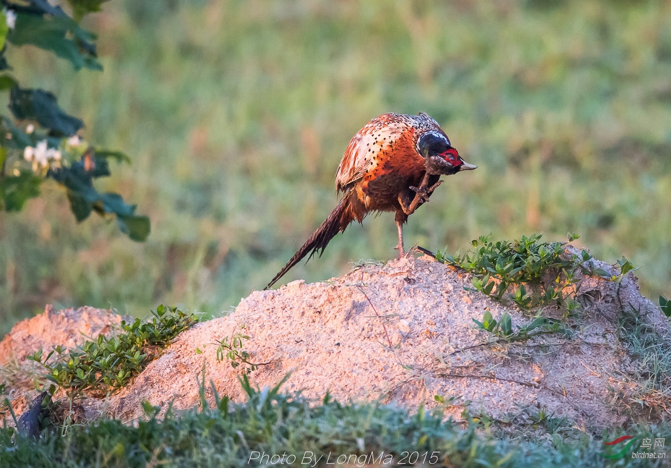 黎明雨露雄雉鸡