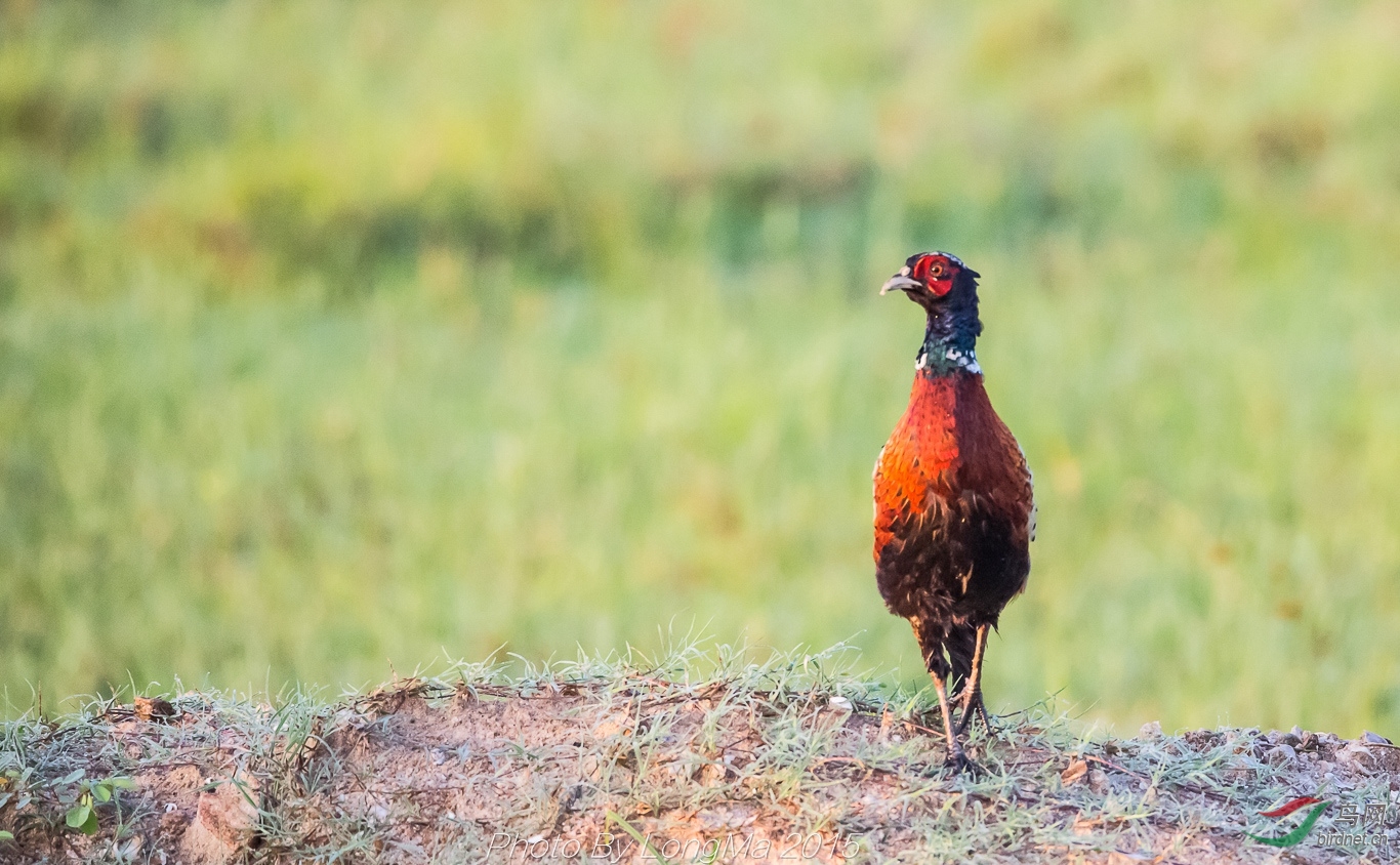 黎明雨露雄雉鸡