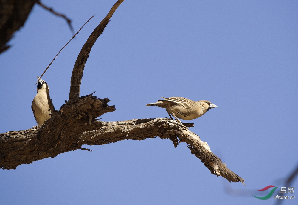 群居织巢鸟摄于纳米比亚