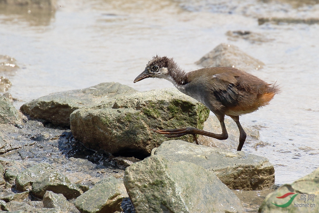 白胸苦恶鸟幼鸟
