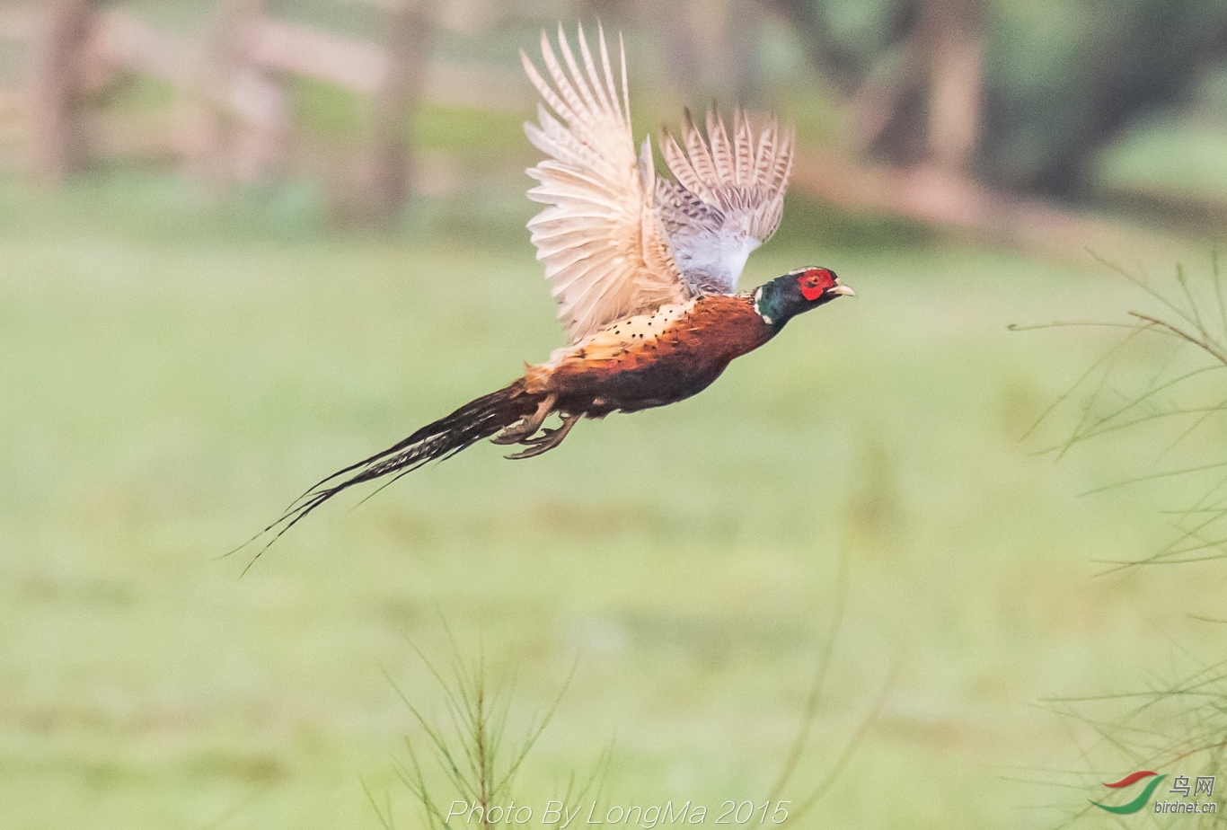 飞版雉鸡,雄雌各一.