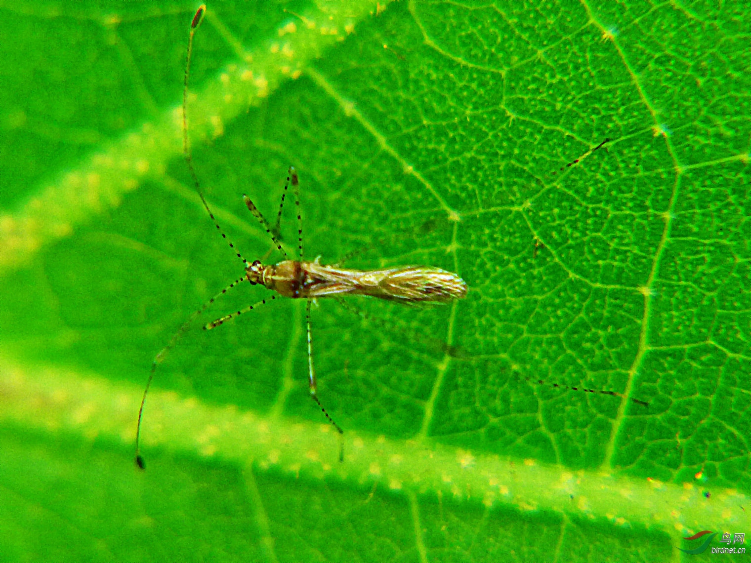 微拍一组小昆虫 - 跷蝽
