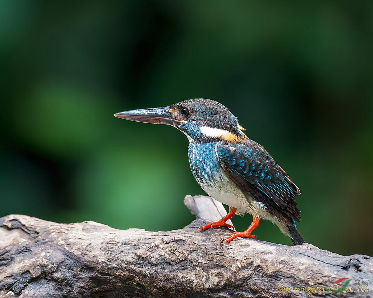 (蓝带翠鸟)blue-banded kingfisher 蓝带翠