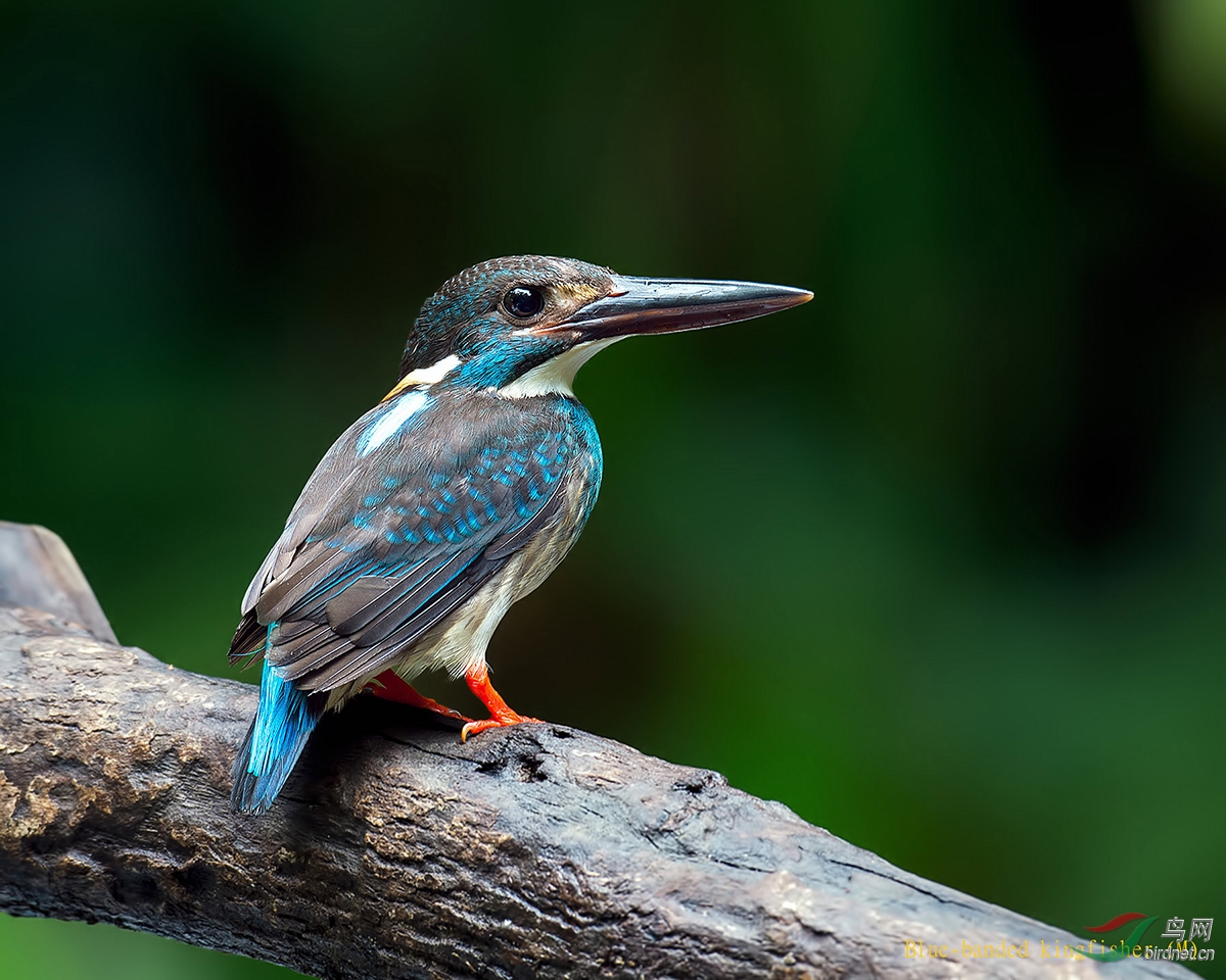 (蓝带翠鸟)blue-banded kingfisher 蓝带翠
