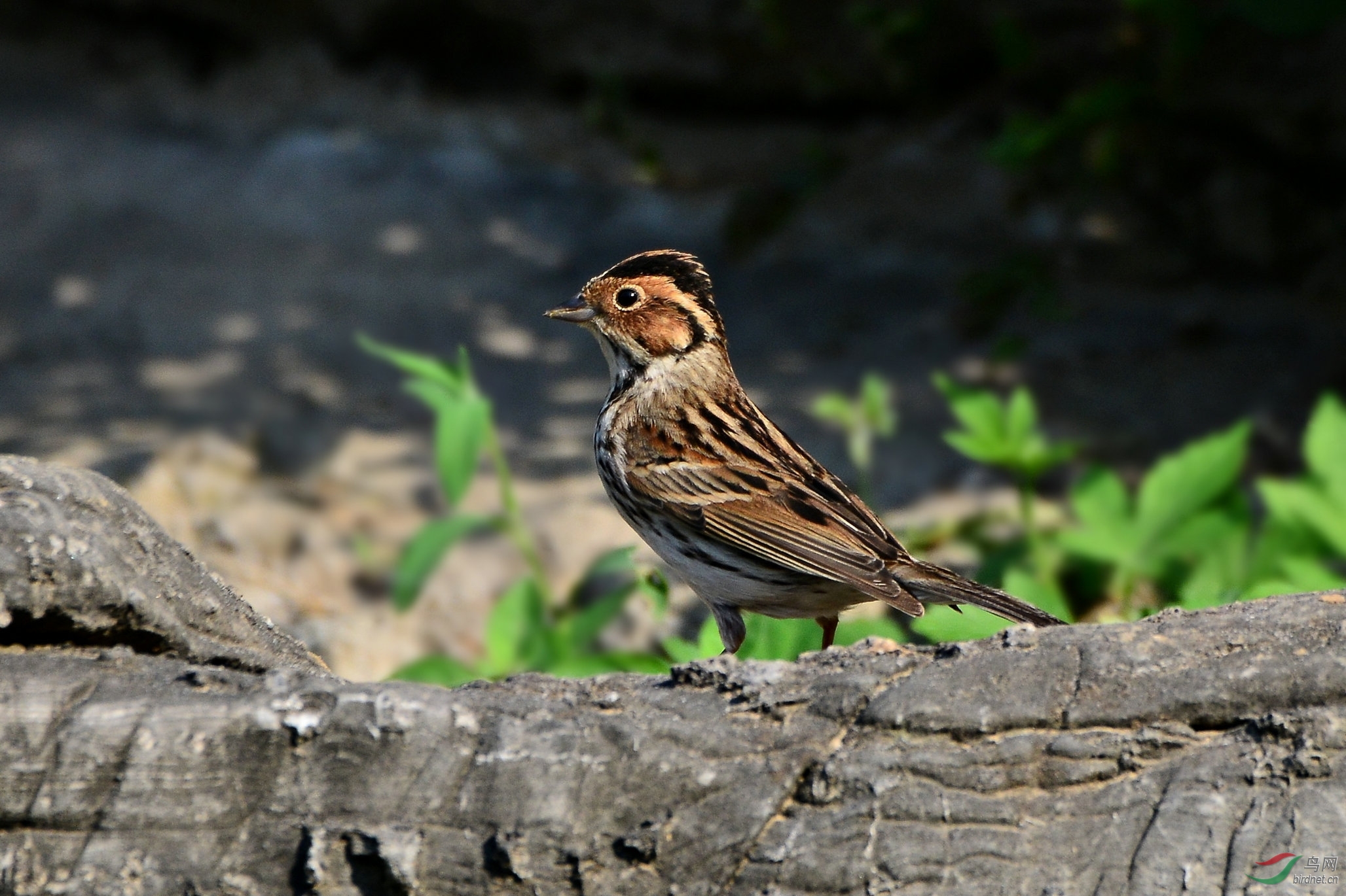 小鹀祝各位鸟友盛夏快乐!