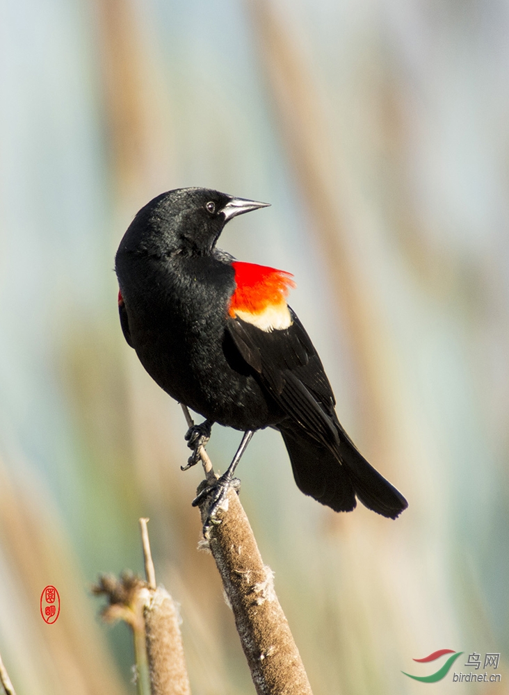 红翅黑鹂7加拿大拍鸟