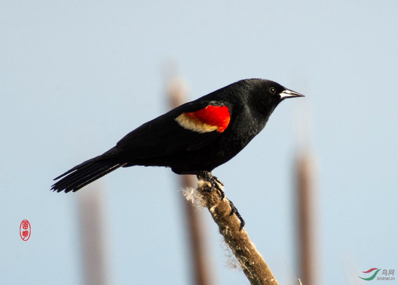 红翅黑鹂9加拿大拍鸟