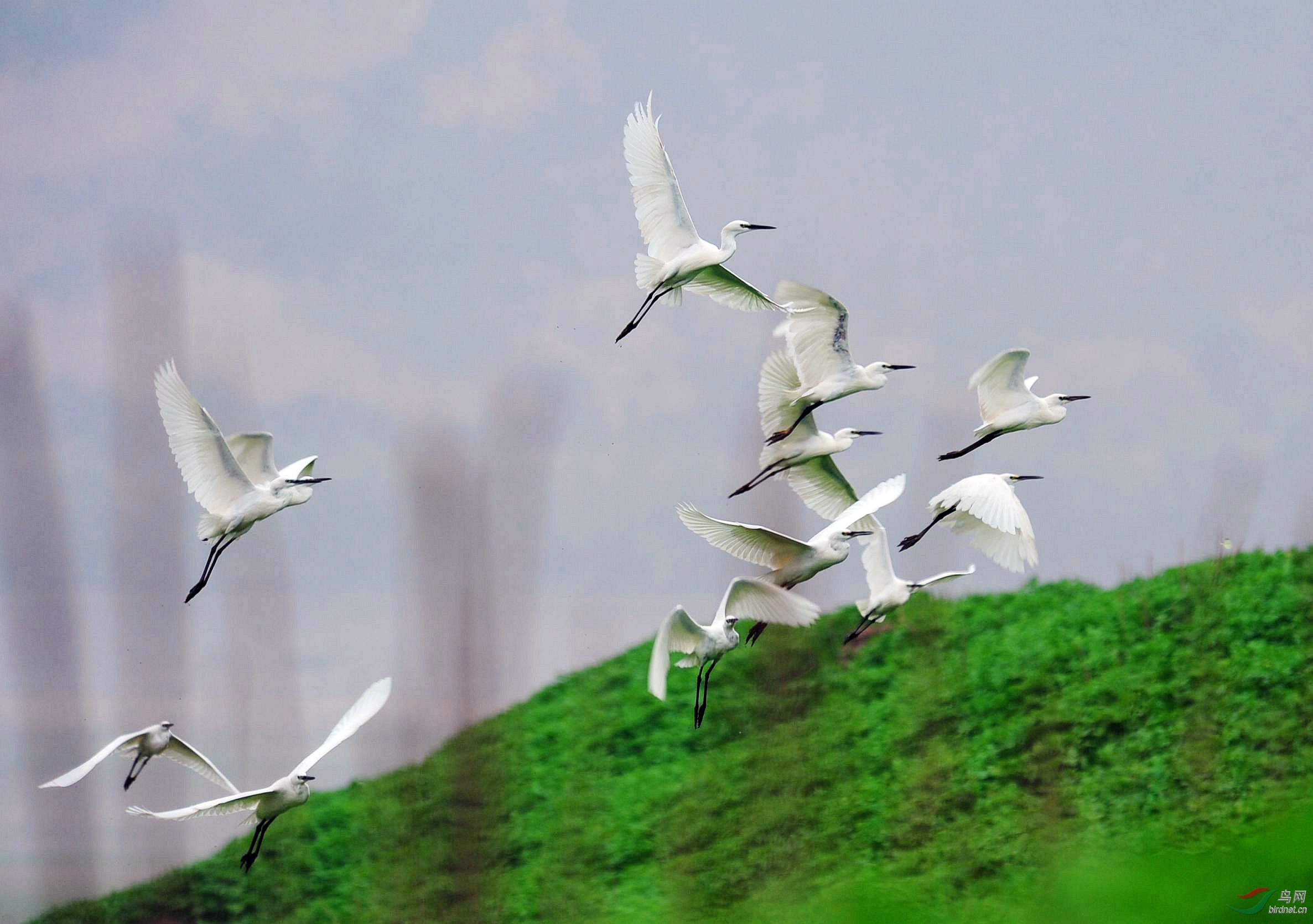 三门峡湿地白鹭飞