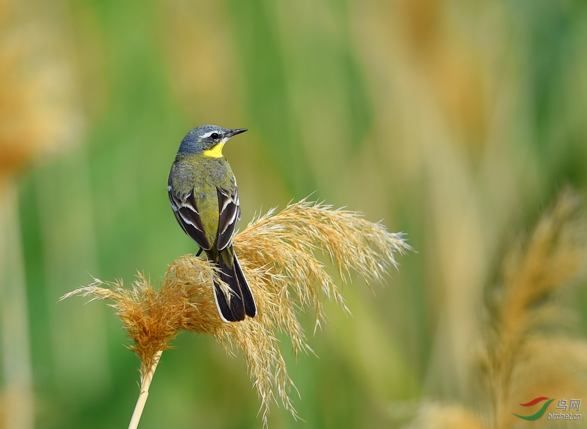 (西黄鹡鸰)西黄鹡鸰