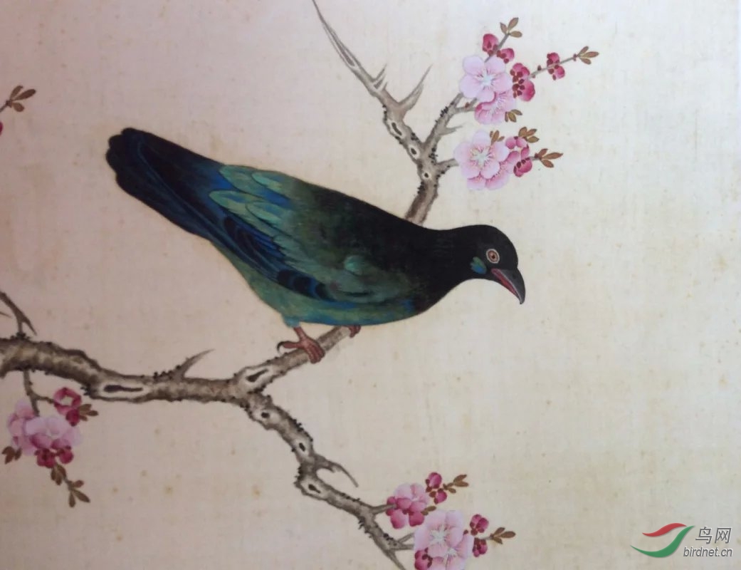 山鹦哥与国公鸟(读鸟谱札记之一)