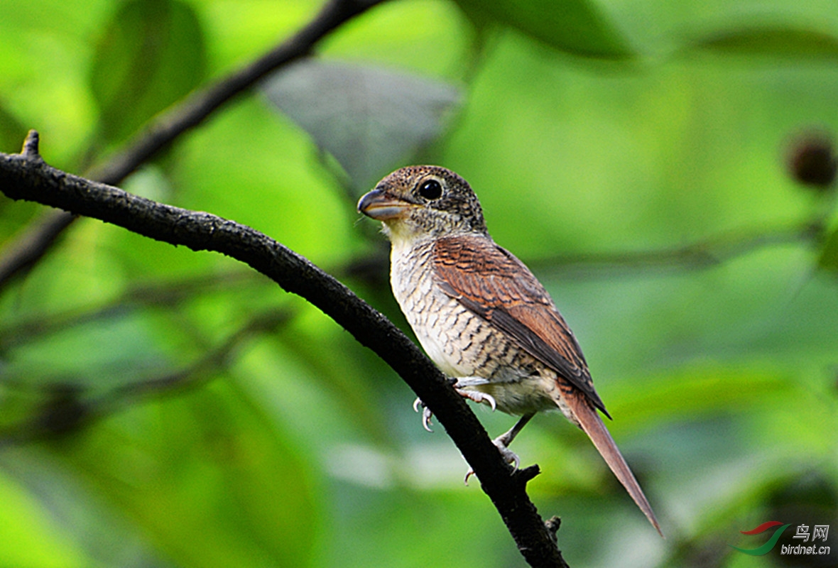 红尾伯劳幼鸟祝老师们新周快乐