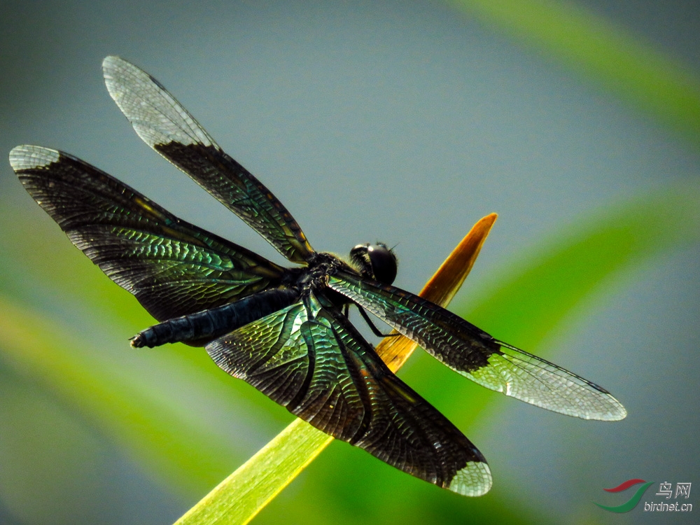 黑蜻蜓请老师多指正