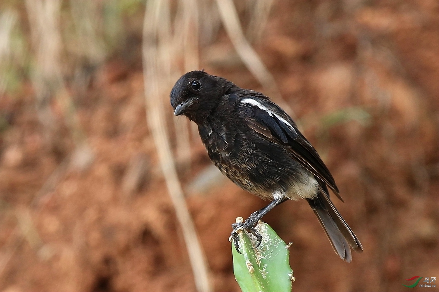 黄土地上小黑鸟