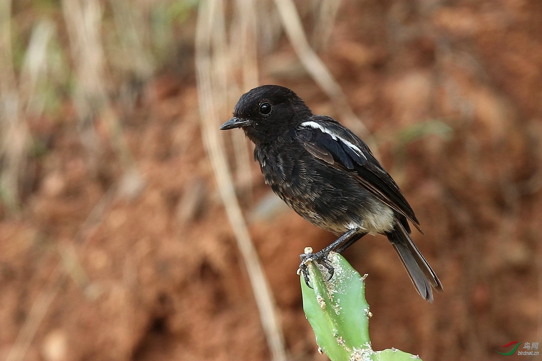 黄土地上小黑鸟