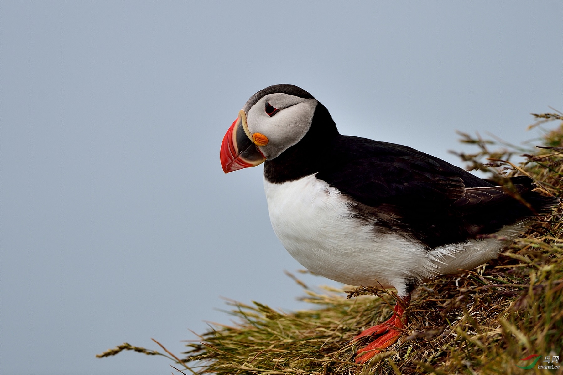 北极海鹦卡通鸟北极海鹦atlanticpuffin贺图1获首页精华图片