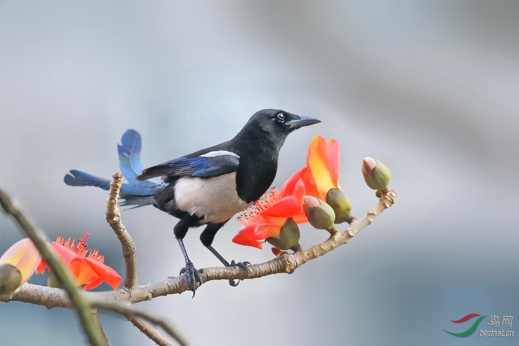 花鸟图喜鹊