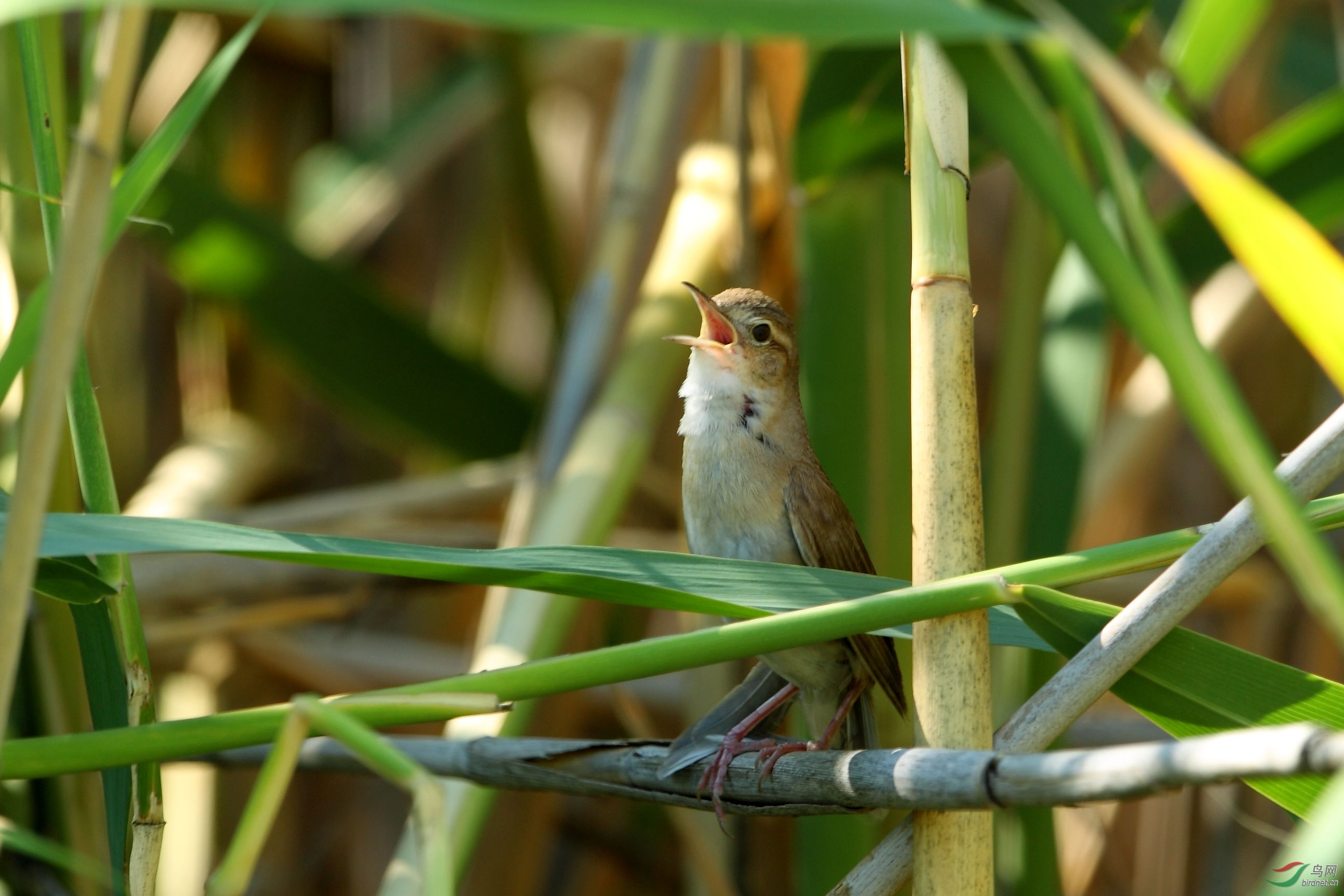 新疆行摄——鸲蝗莺
