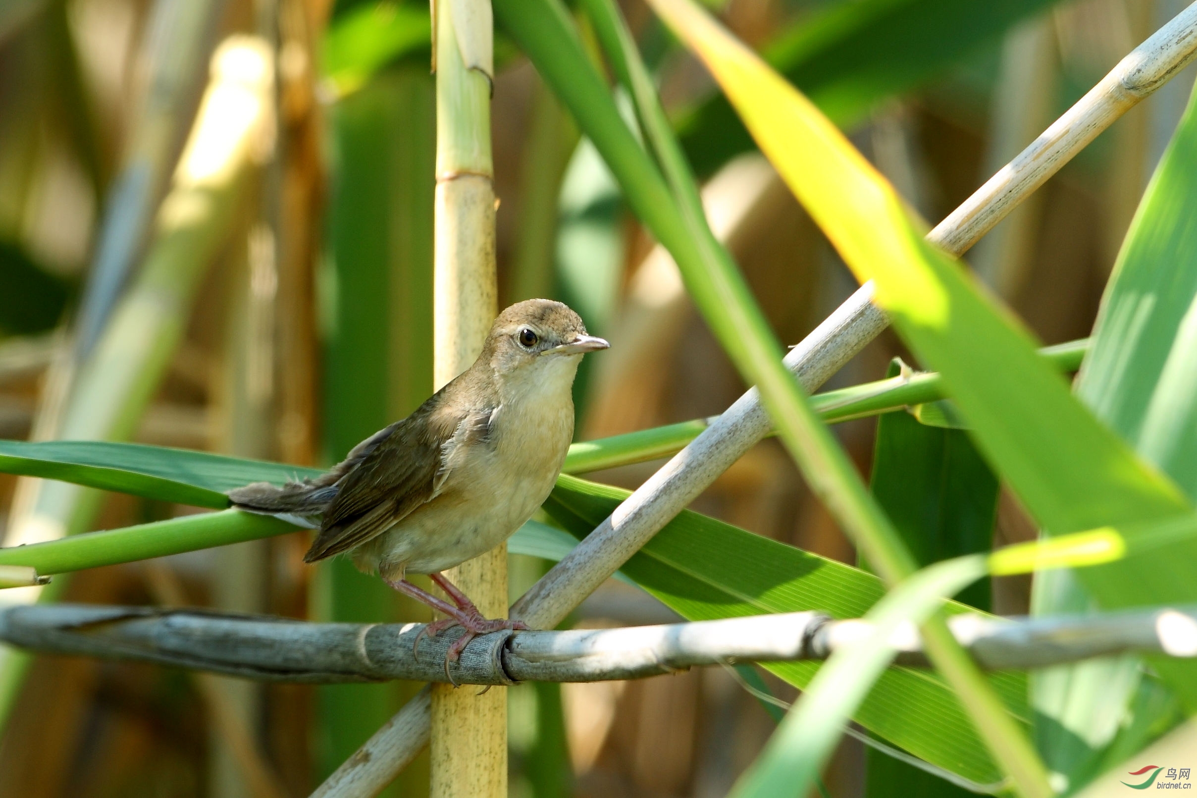 新疆行摄——鸲蝗莺