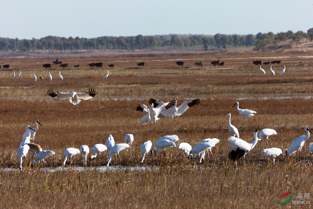 [水鸟] (白鹤)白鹤生存习性------镇赉莫莫格迁徙停歇湿地 (贺图8获